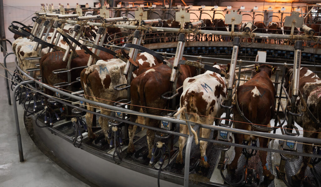 Cows in Milk Collector at Dairy Farm 