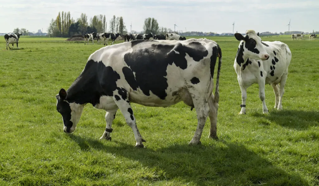 Cows in the meadow resting and eating grass 