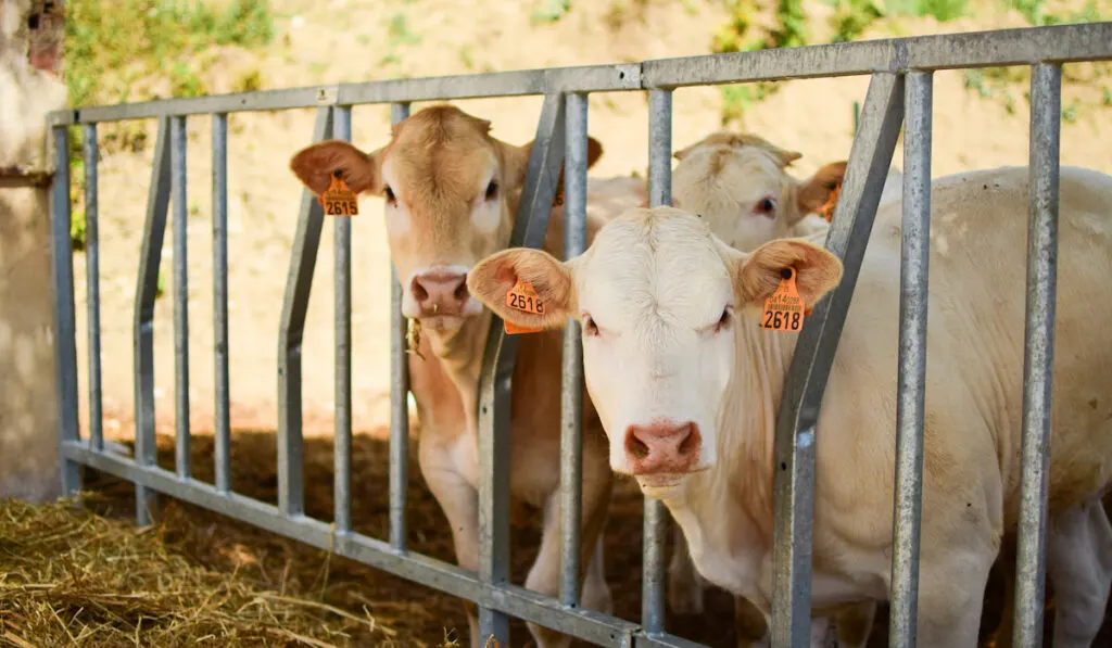 Cows look through the fence on a farm