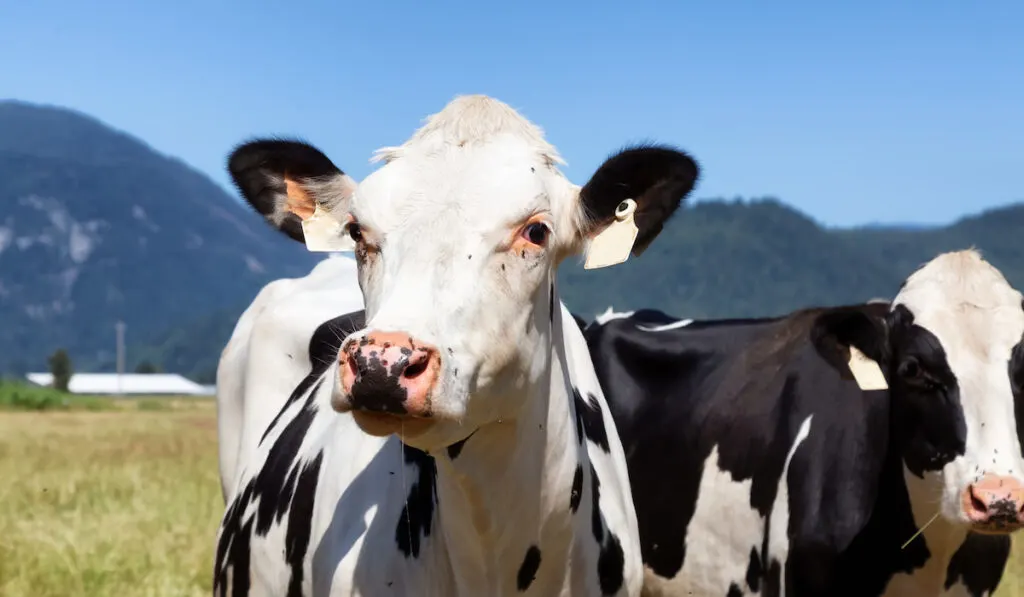 Cows on a green farm field during a vibrant sunny summer day 