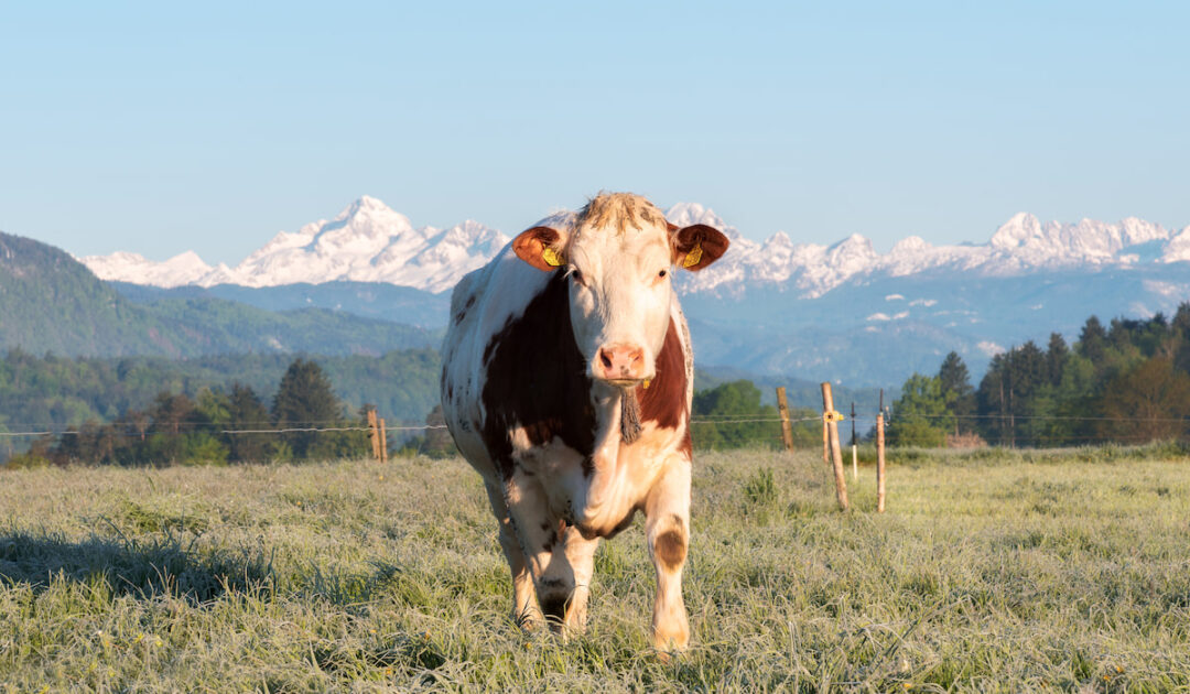 What Fruits Can Cows Eat? Farmhouse Guide