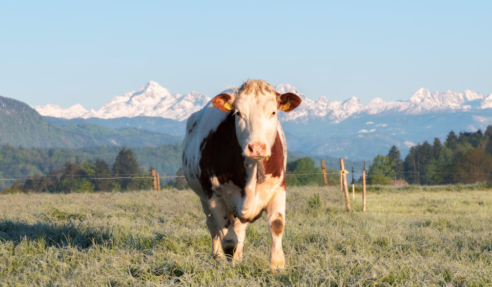 What Fruits Can Cows Eat? Farmhouse Guide