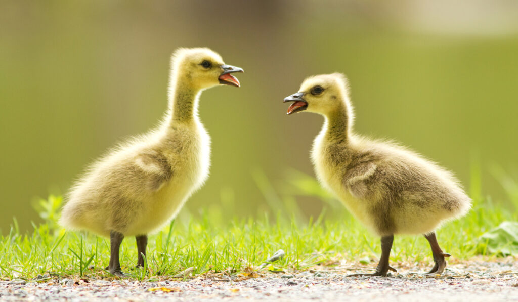 Cute Canada Goose babies playing in spring