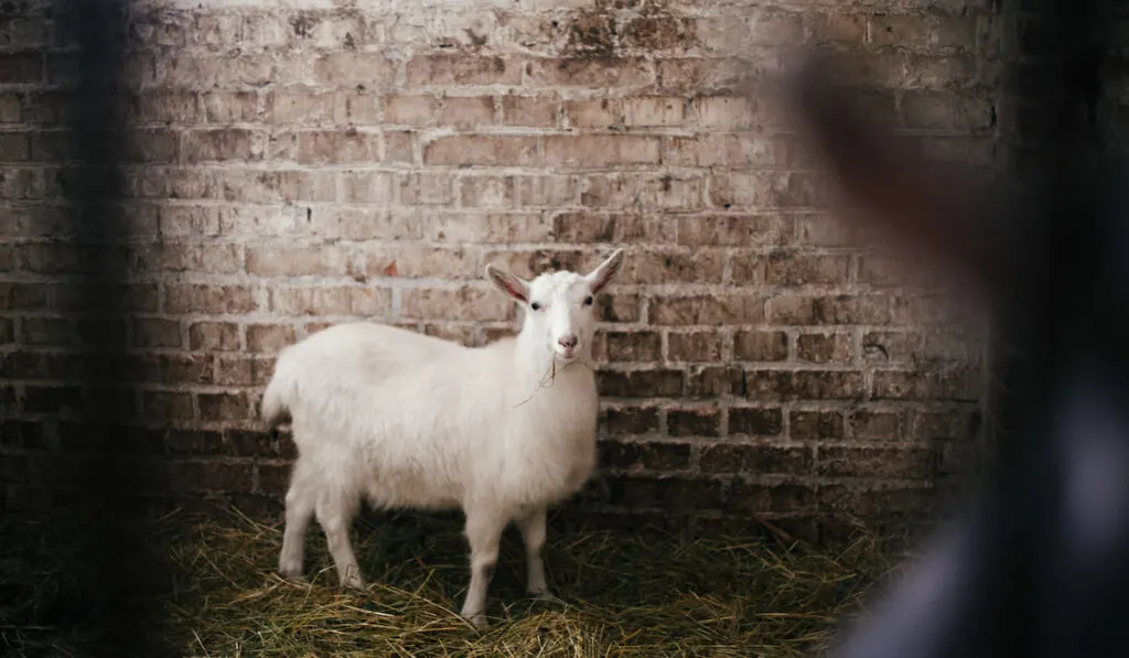 Cute little goats eating straw and looking from cage in old shelter 