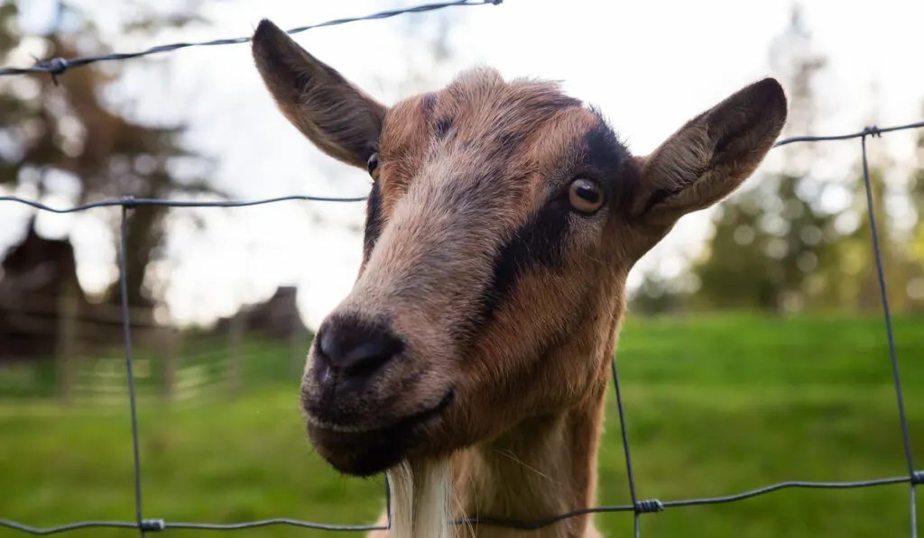 Cute portrait of Toggenburg goat in the farm 