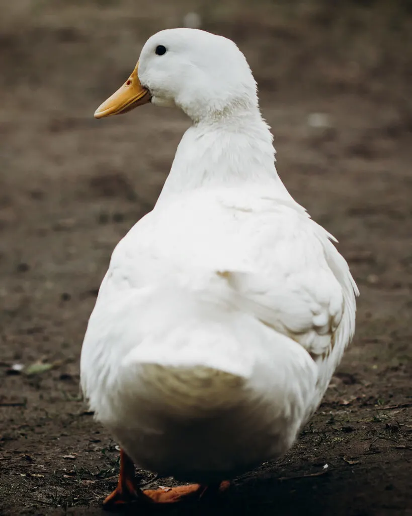 Cute white call duck standing on dirt ground near pond