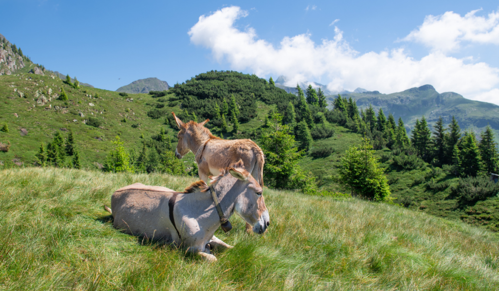Little donkey with his mom in alpine pasture