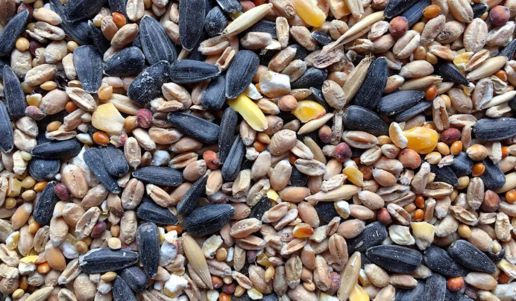 Different type of  Wild bird seed 