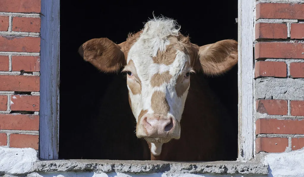 Domestic cow looking out a window inside his house