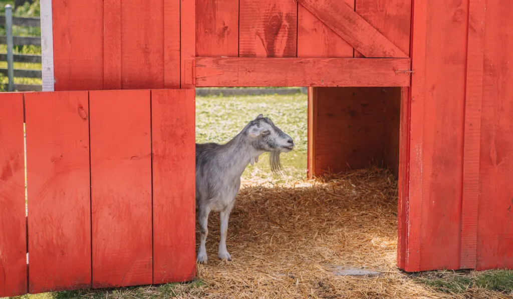 Domestic farm ranch animal pet little goat in wooden corral pen red barn