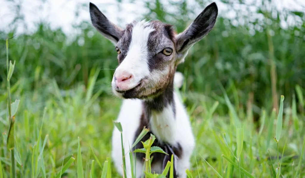 Domestic litltle goat on leash in pasture 