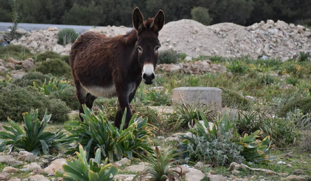 pregnant Donkey in field