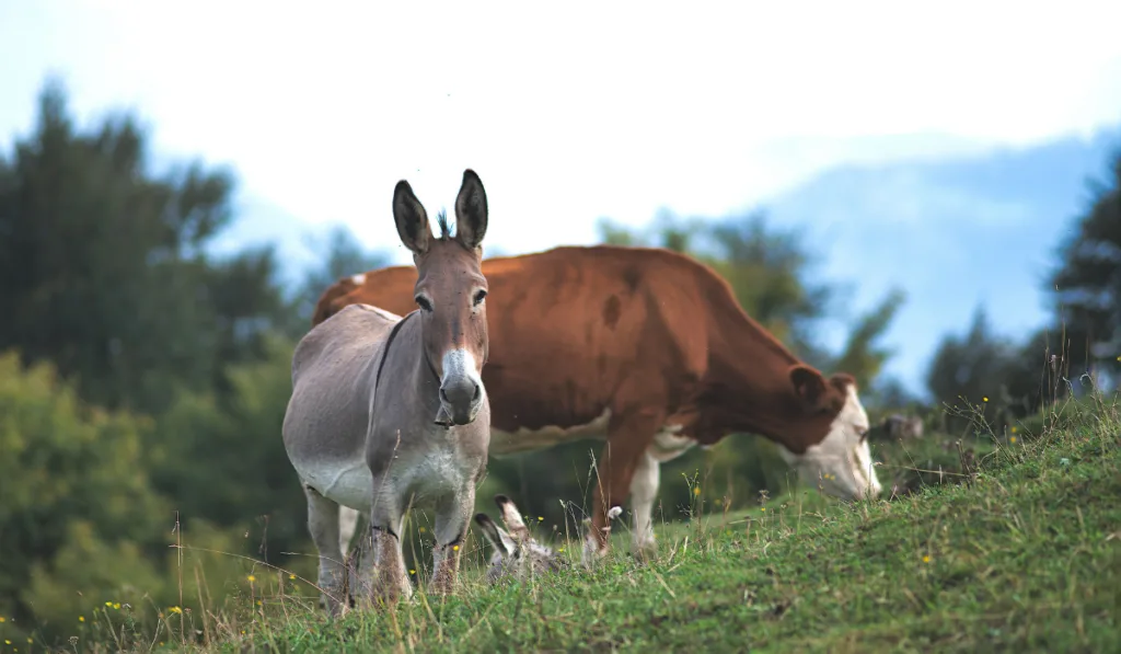 Donkey near grazing cow