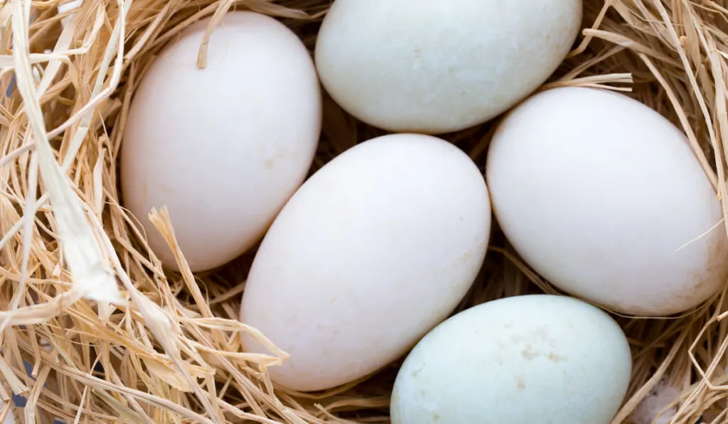 Duck eggs on nest