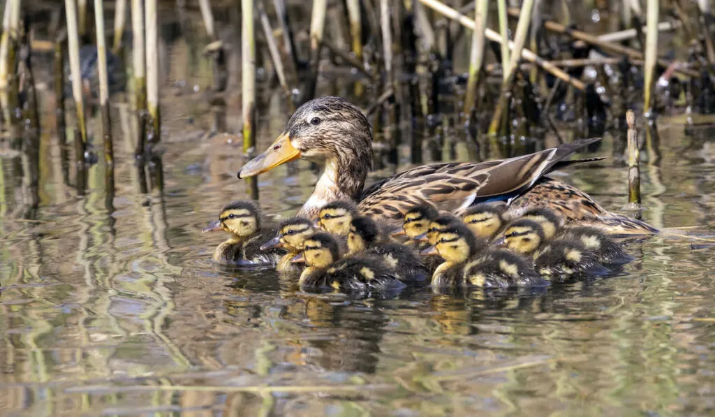 Duck with ducklings in pond