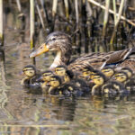 Will Male Ducks Kill Baby Ducks?