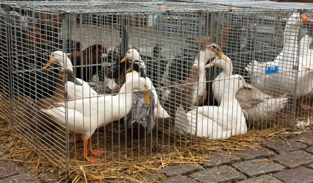 Ducks and Gooses on the animal market