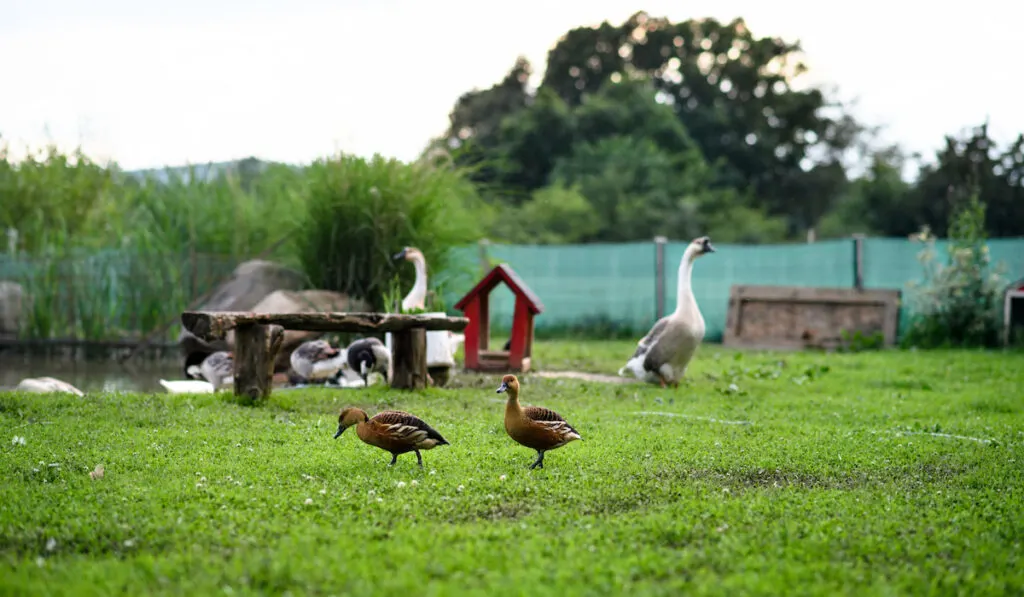 Ducks by pond on farm in countryside, summer day 