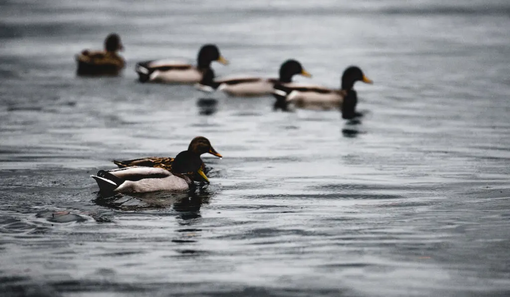 Ducks floating on water 