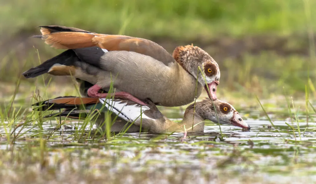 Egyptian duck mating on pond