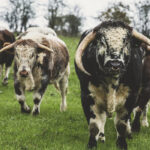 9 Differences Between Oxen, Cows, and Bulls
