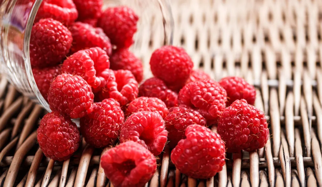 Fallen Raspberries from glass jar 