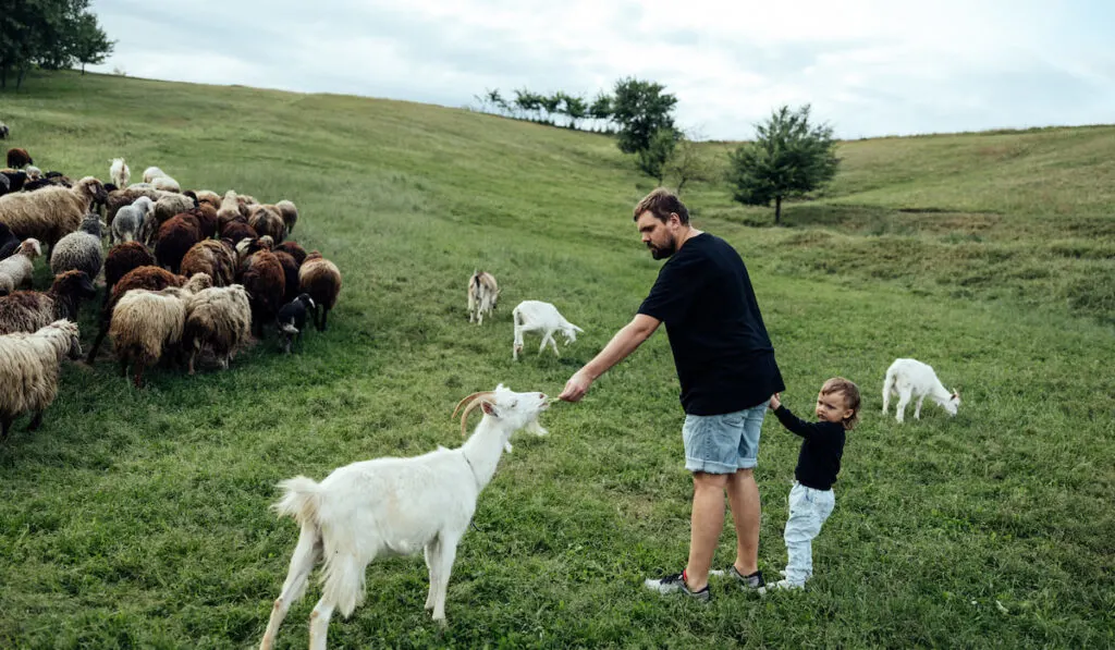 Father with son feeding goat on the farm 