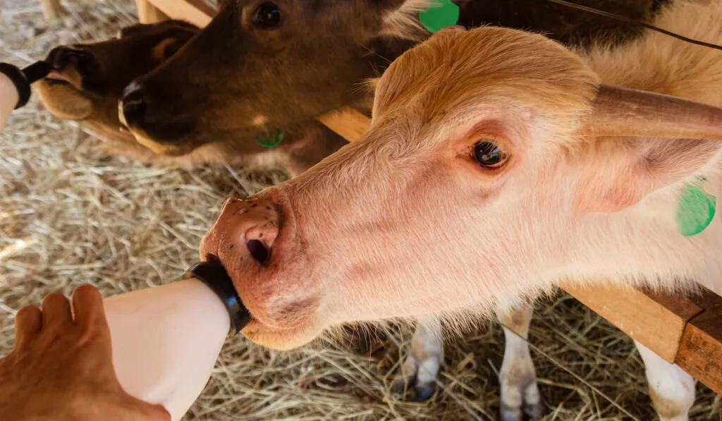 Feeding of little calves milk from bottles