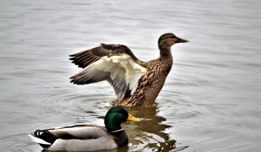 Female and male mallard ducks in the lake in nature 