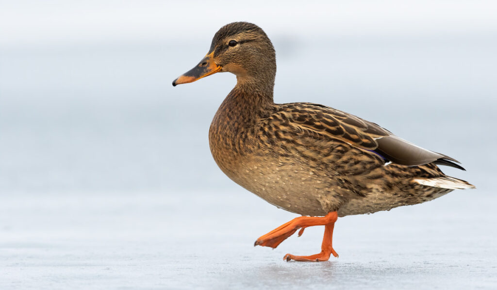 Female dabbling duck walking on ice winter with one leg in the air -