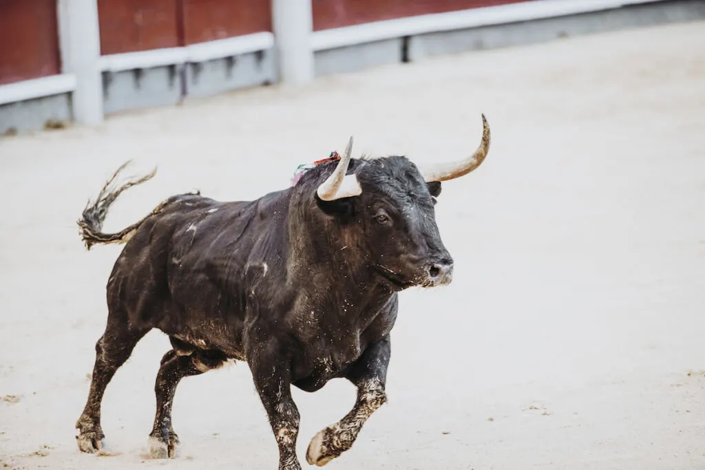 Fighting bull running in the arena