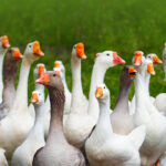 How Much Do Geese Cost?