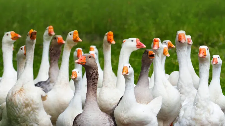 Flock-of-domestic-geese-on-a-green-meadow.