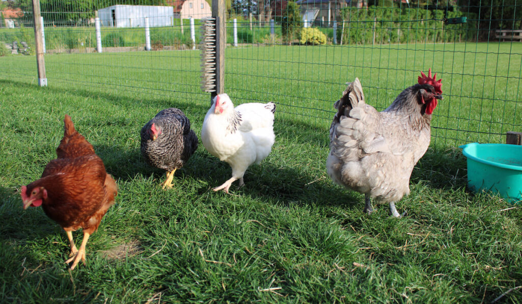 Four chickens on the farm walking on the grass , free range chickens 