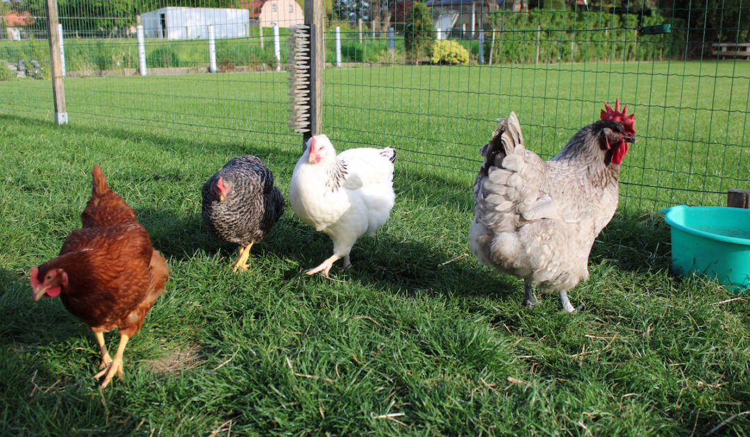 Can You Raise Pigs and Chickens Together? Farmhouse Guide