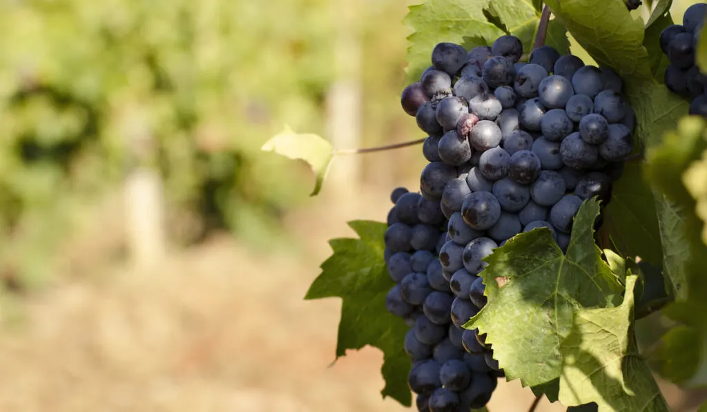 Fresh Blue grape cluster on vine closeup photo
