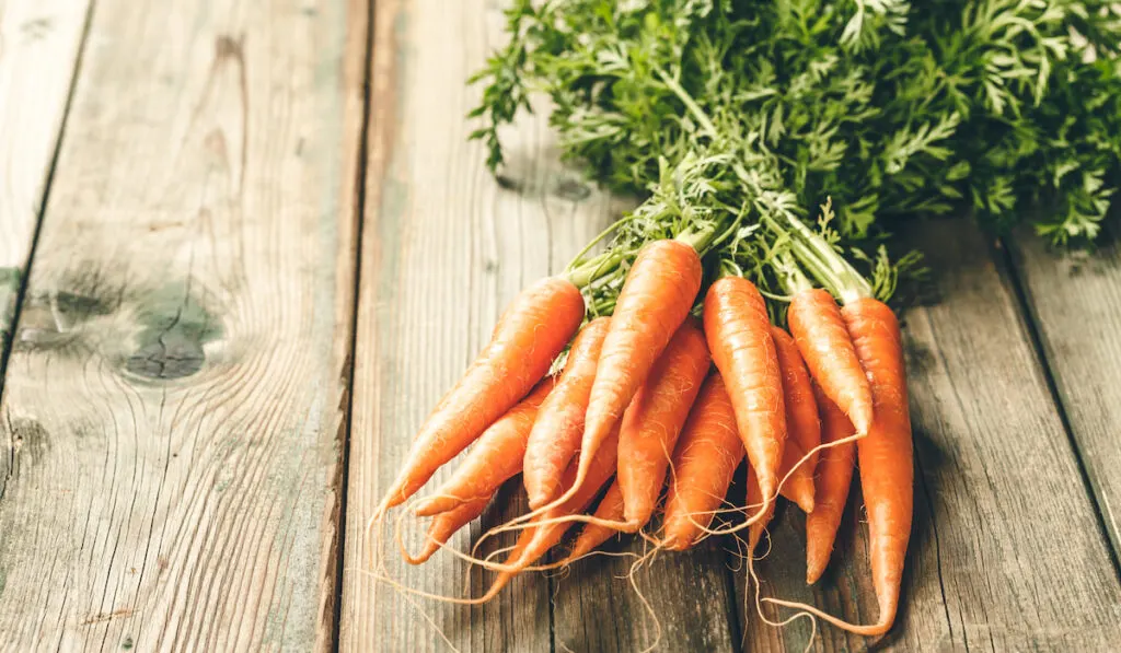 Fresh Carrots bunch on rustic background