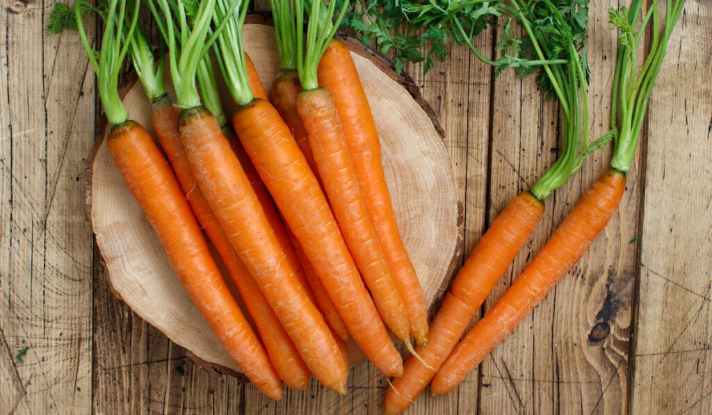 Fresh raw carrots with leaves on round chopping board 