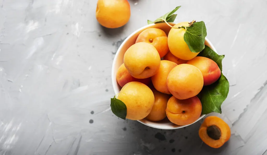 Fresh sweet apricots on white bowl and gray background