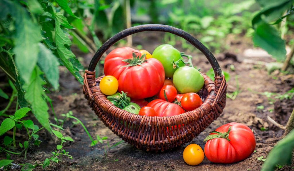 Fresh tomatoes in wicker basket on ground 
