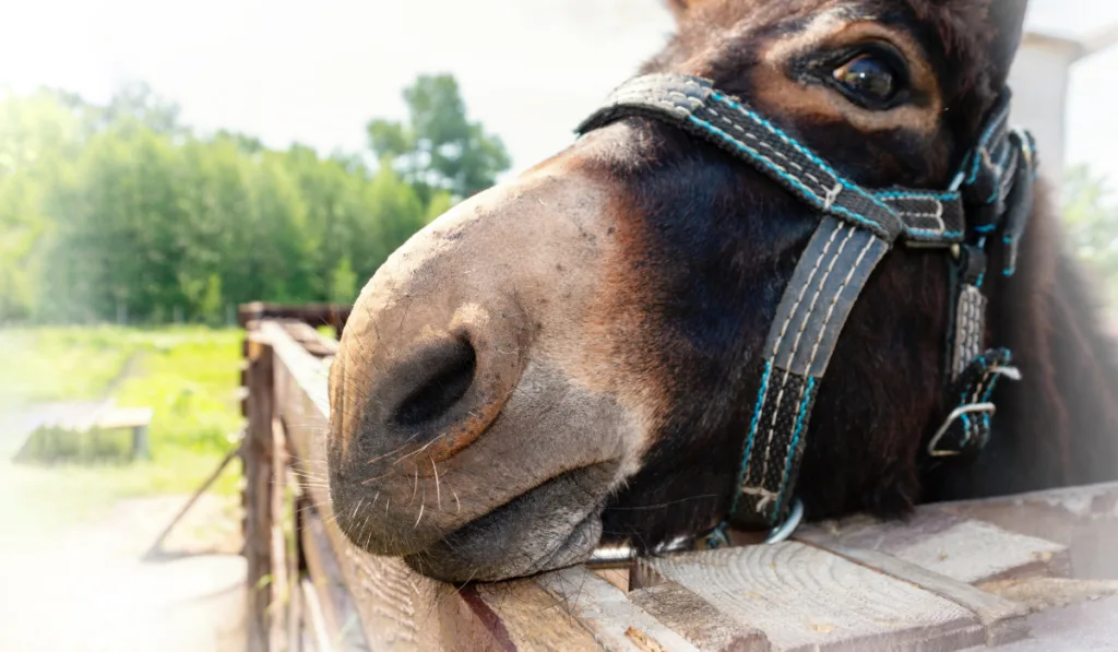 Funny photo of a donkey face in bridle