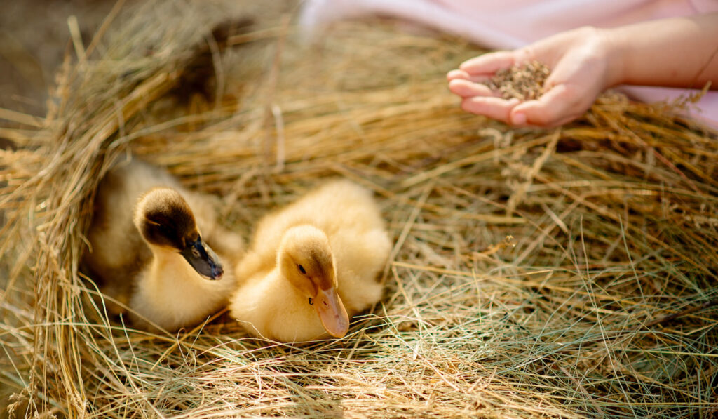 Girl feeding ducklings grit on the farm