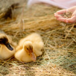 Do Ducklings Need Grit?