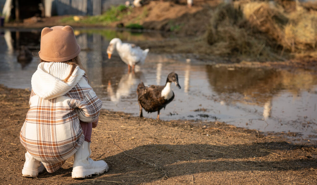 Girl feeding geese and ducks with bread crumbs on the farm