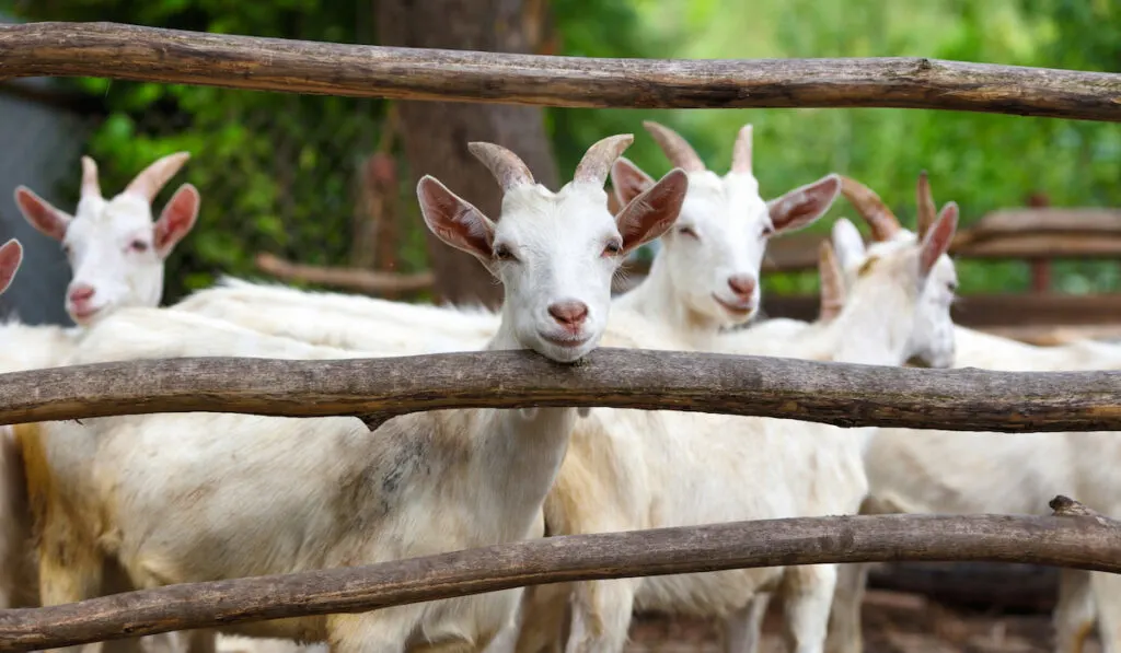 Goat family standing in wooden paddock in the yard