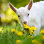 7 Tips to Stop Goats From Eating Flowers and Plants
