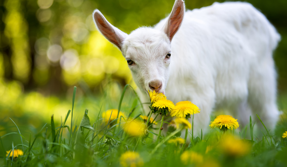 7 Tips to Stop Goats From Eating Flowers and Plants - Farmhouse Guide