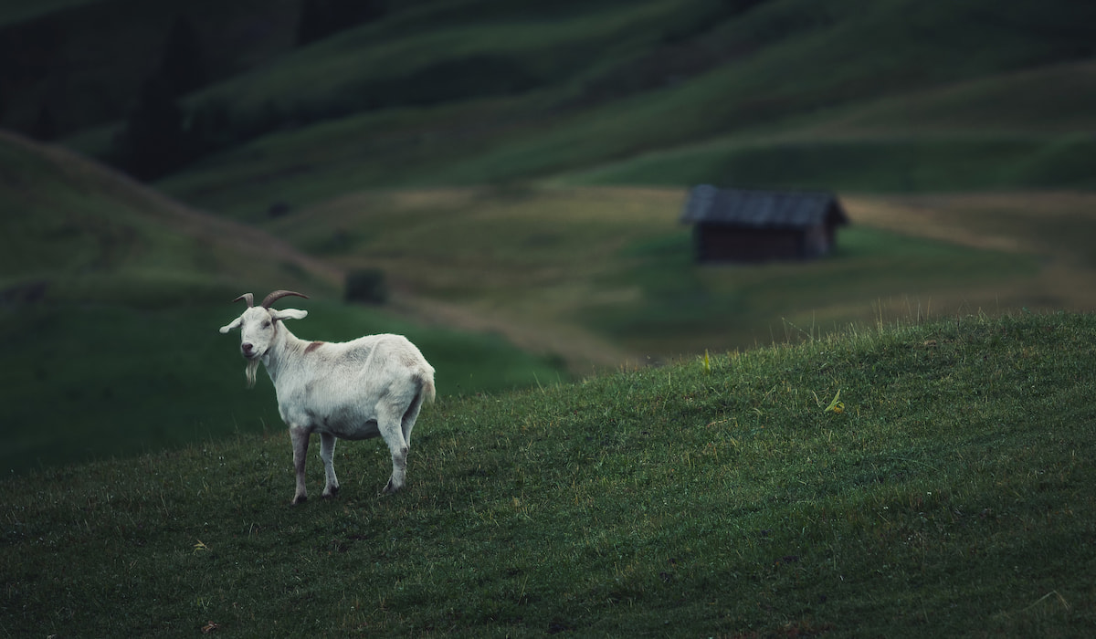 Can You Leave Goats Out Overnight? Farmhouse Guide