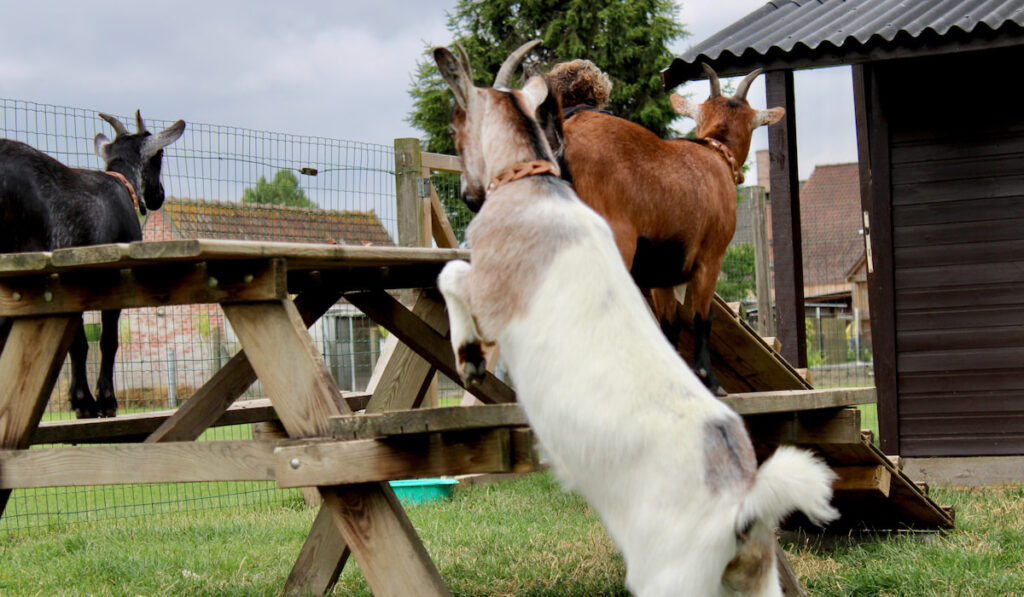 Goats jumping on a wooden table at the farm