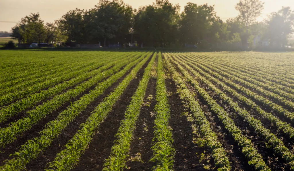 Green and Agricultural land  field of plants morning view